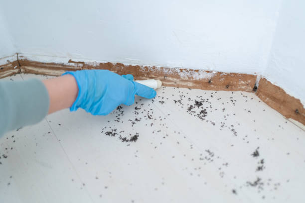 Best Residential Pest Control  in Las Campanas, NM