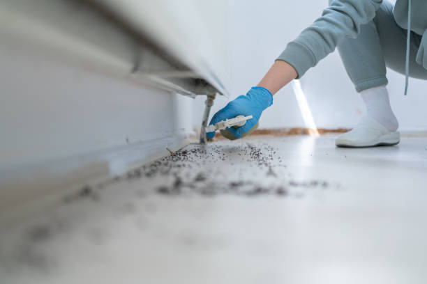 Best Cockroach Control Services  in Las Campanas, NM